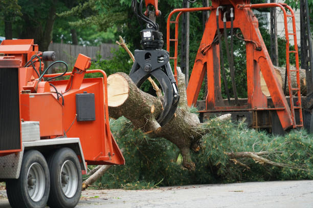 Reliable Crowley, LA Tree Services Solutions